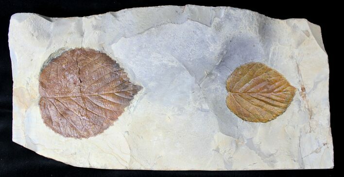 Large Plate of Paleocene Leaf Fossils - Montana #19805